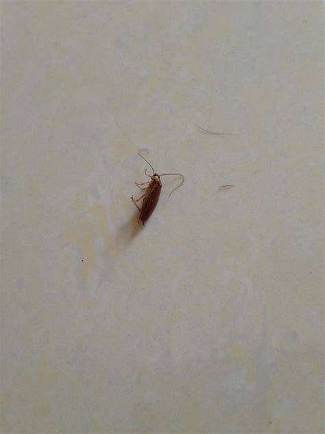 家裡突然出現很多小蟑螂